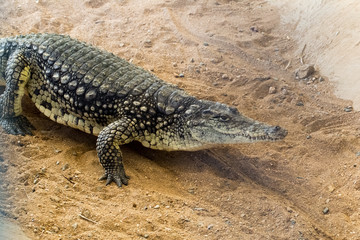 Huge crocodile basking in the sun