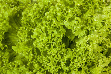 Fototapeta na wymiar Close up of Lettuce Leaves Patterns and Textures