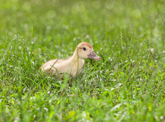 Little duck on the grass