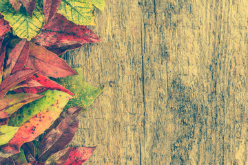 Fallen autumn leaves backgrounds, fall wallpaper with leaves on wooden board