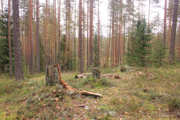 Лесная поляна © grigojka