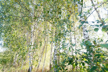 Fototapeta premium Birch grove.