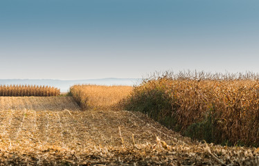 field with ripe corn