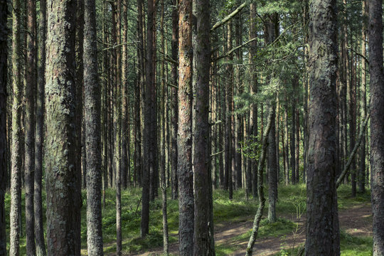 Сосновый лес на Куршской косе