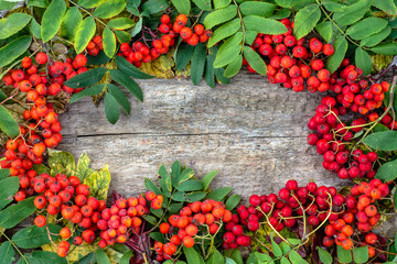 Autumn frame with rowan berries on wooden background