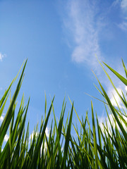 background grass and rice field