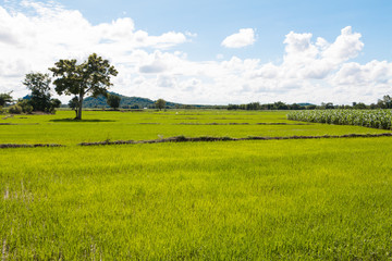 Rice field all green and blue sky cloud cloudy.