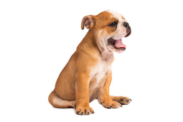 English Bulldog puppy on white background