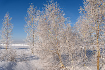 winter trees snow frost hoarfrost