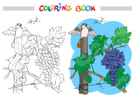 Black and White Vector Cartoon Illustration of Bunch of Grapes with bird for Coloring Book