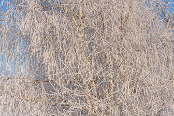 Fototapeta na wymiar winter trees snow frost hoarfrost