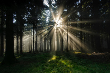 Sonnenstrahlen im nebeligen Herbstwald