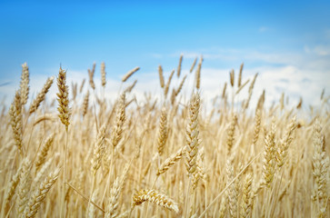 Fototapeta premium Golden wheat field on a background of blue sky .Focus concept.