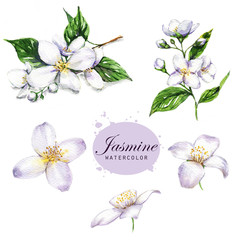 Hand-drawn watercolor illustration of the jasmine. Botanical drawing isolated on the white background: jasmine, blossom, leaves, petals, flowers and branches. - 121330013