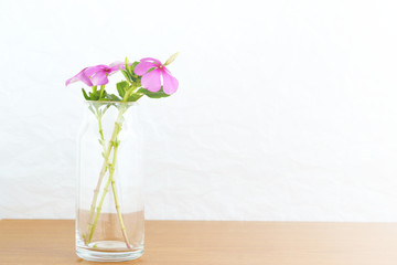 Violet  Flowers on Glass Vase with White Wrinkled Texture Background