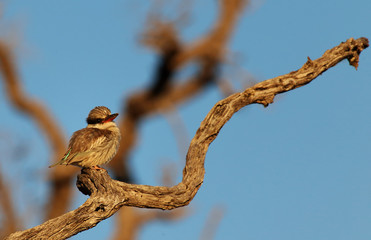Striped kingfisher