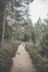 forest road in early summer