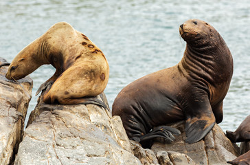 Fototapeta premium Rookery Steller sea lions. Island in Pacific Ocean near Kamchatka Peninsula.