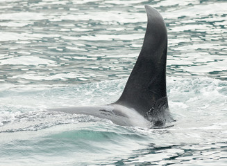 Obraz premium Killer Whale - Orcinus Orca in Pacific Ocean. Water area near Kamchatka Peninsula.