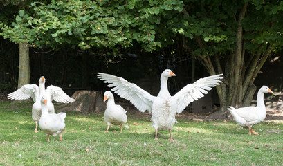 Bio-Weihnachtsgänse aus artgerechter Haltung © fineart-collection