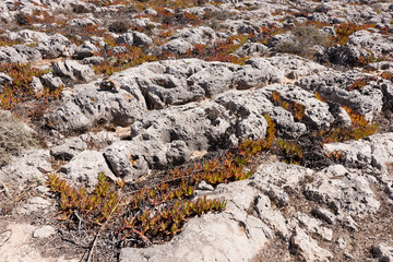 Leaves of the Ice plant, Carpobrotus edulis, at the coast of Portugal