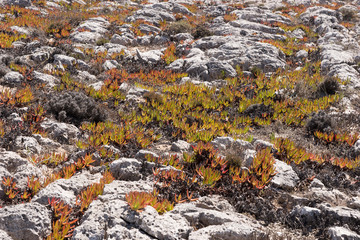 Leaves of the Ice plant, Carpobrotus edulis, at the coast of Portugal