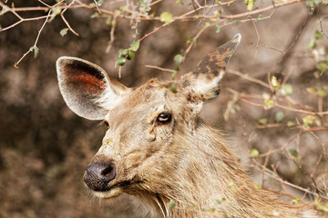 Close up of an alert Sambar Deer in Ranthambore, India.