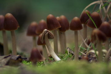 little Mushromms