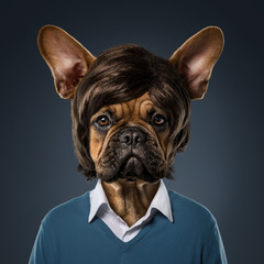 Cute bulldog portrait with fancy haircut, wearing human clothes