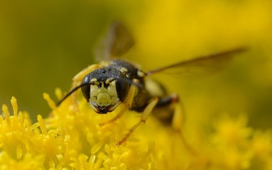 Wasp