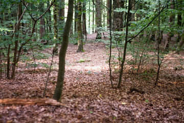 Bastei - Saxon - Germany - Valley of the river Elbe