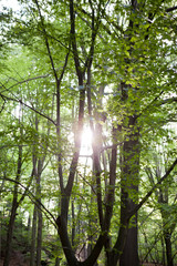 Bastei - Saxon - Germany - Valley of the river Elbe