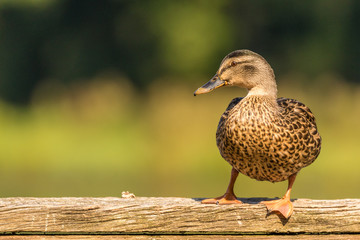 Fototapeta premium Mallard duck - inquisitive
