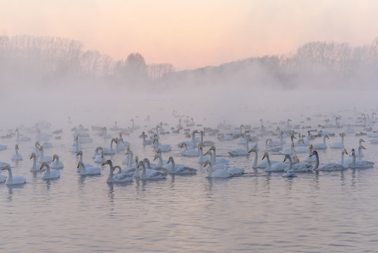 swan lake mist winter sunset