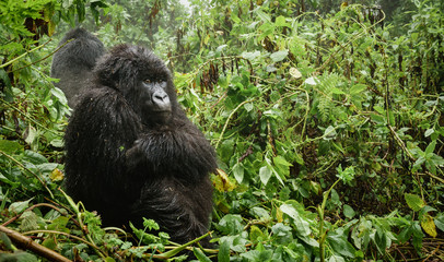 Female mountain gorilla thinking in the forest © F.C.G.