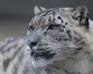 Snow Leopard 001
