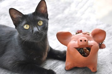 Cat looking up above and pig clay doll on wooden background.