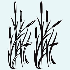 Silhouette reed isolated on white background - obrazy, fototapety, plakaty