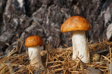 Грибы подосиновики 