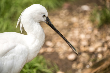 Spoonbill