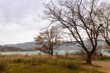 Trees in mountains in the fall