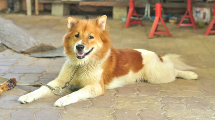 Thai Bangkaew Dog, Dog portrait - 121335079