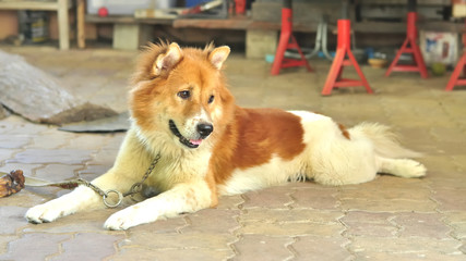 Thai Bangkaew Dog, Dog portrait
