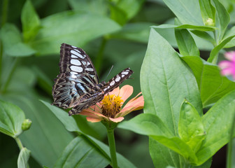 Obraz na płótnie Canvas flower and butterfly