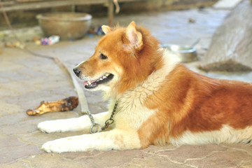 Thai Bangkaew Dog, Dog portrait - 121335495