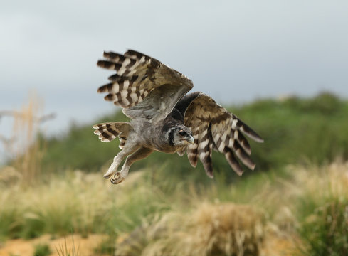 Close up of a Verreaux's Eagle Owl in flight