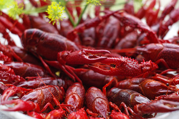 crawfish