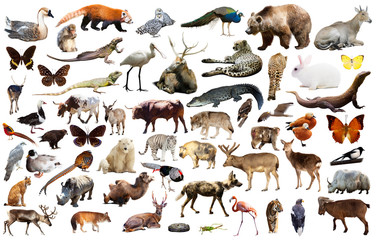 asia animals isolated