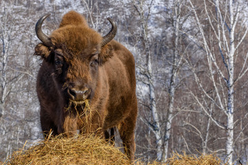 bison wild mammal portrait