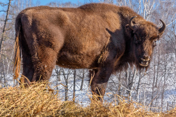 bison wild mammal portrait